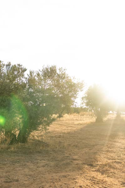 Olivenhain auf der Finca im warmen spanischen Licht